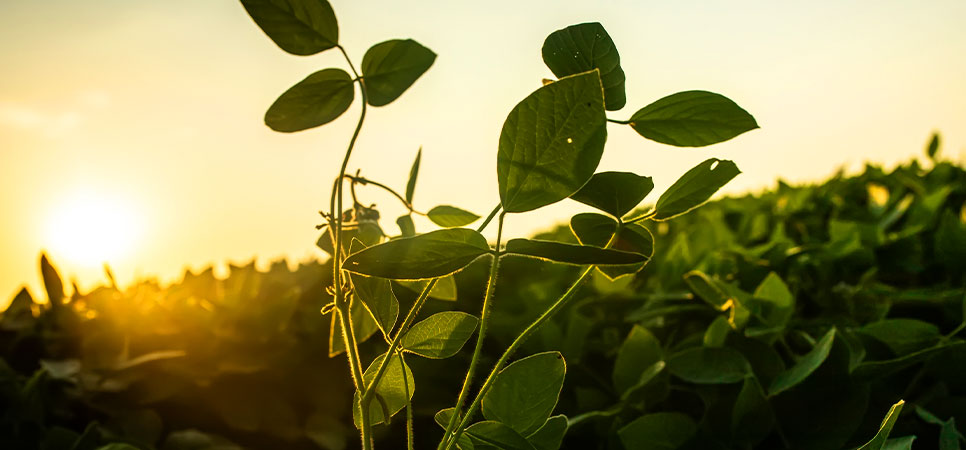 Regulamentação dos bioinsumos fortalece a agricultura sustentável no Brasil, promovendo competitividade, eficiência e menor impacto ambiental
