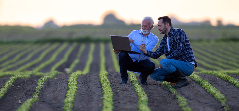 análise de produtividade agrícola com revisão de custos por hectare para melhorar o planejamento da safra 25/26
