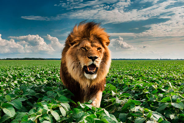 LCDPR, Livro Caixa Produtor Rural, obrigações fiscais produtor rural, geração automática LCDPR SSCrop, controle financeiro agrícola